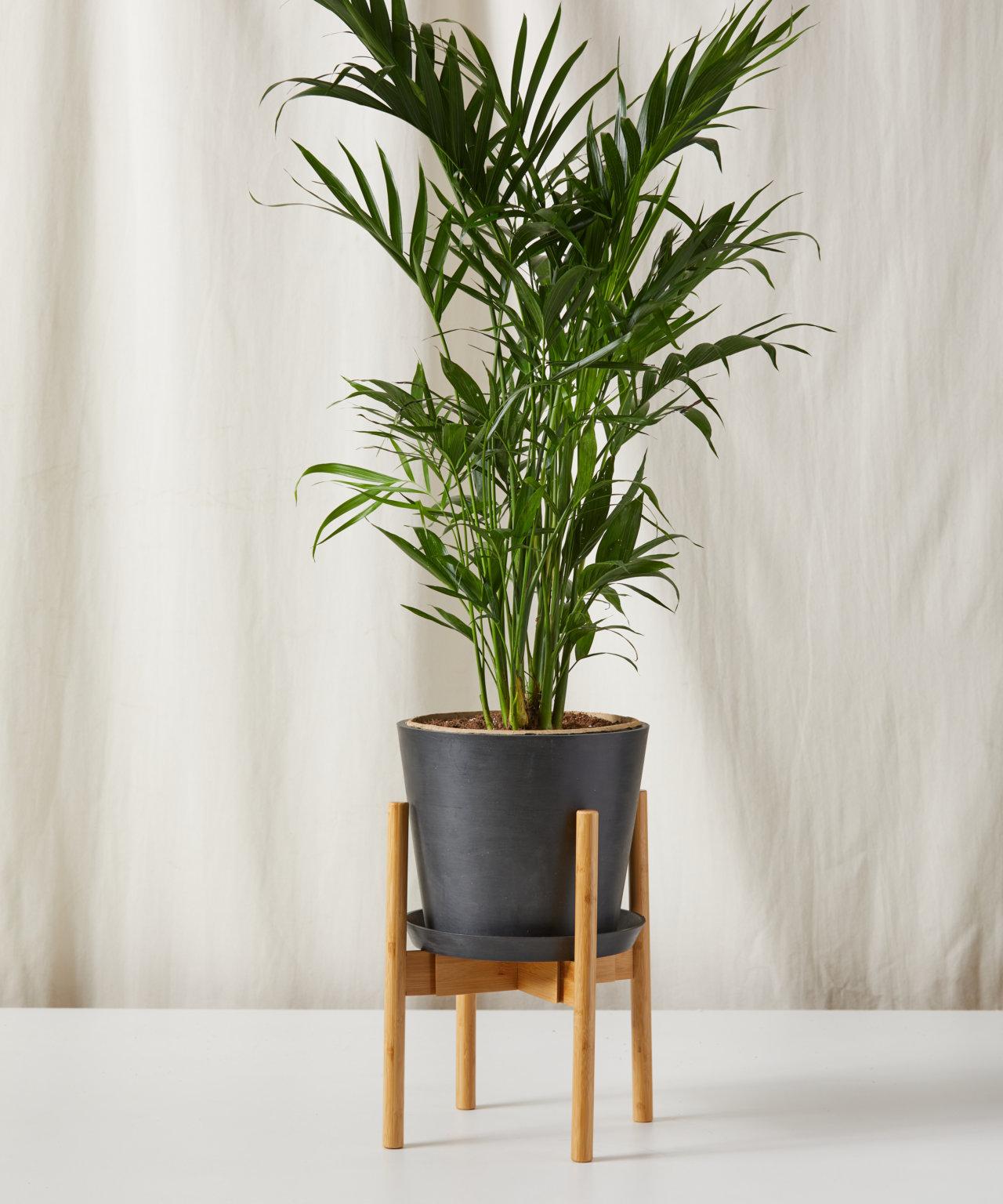 Sansevieria - Image 2