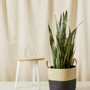 Sansevieria