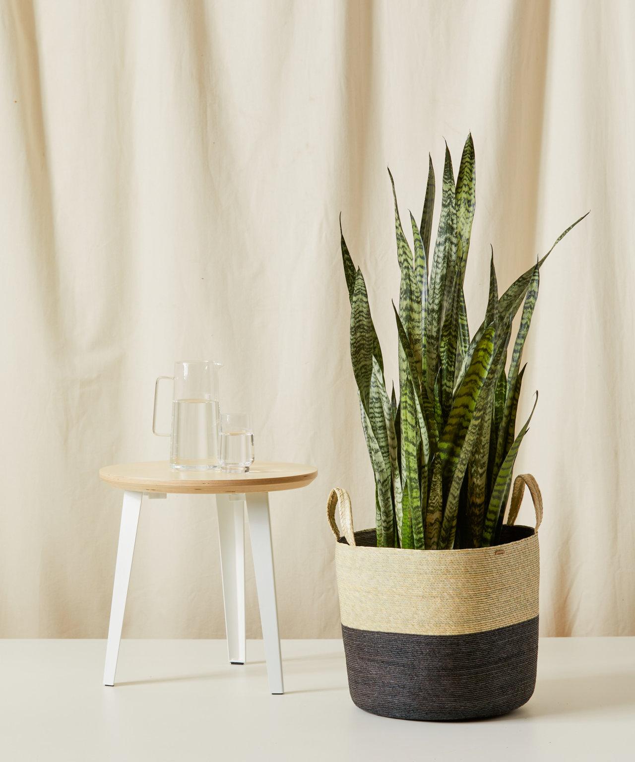 Sansevieria