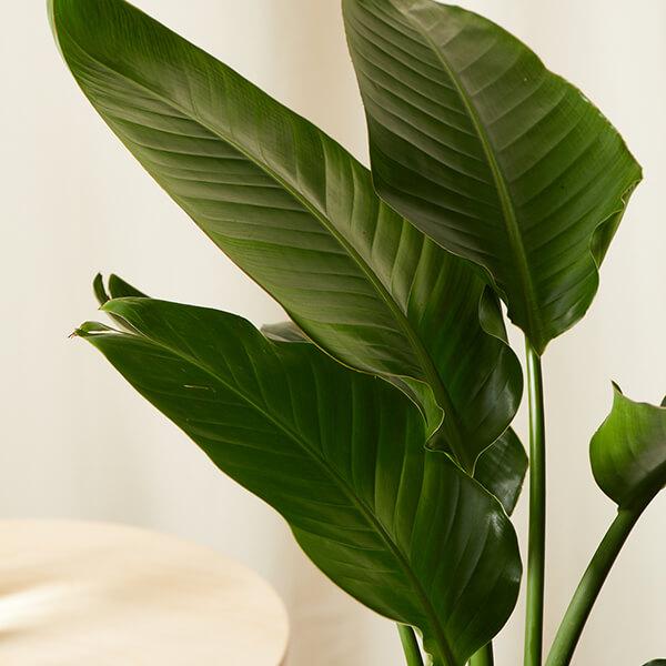 Dracaena Marginata - Image 2